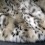Faux fur animal throw in Siberian Lynx design